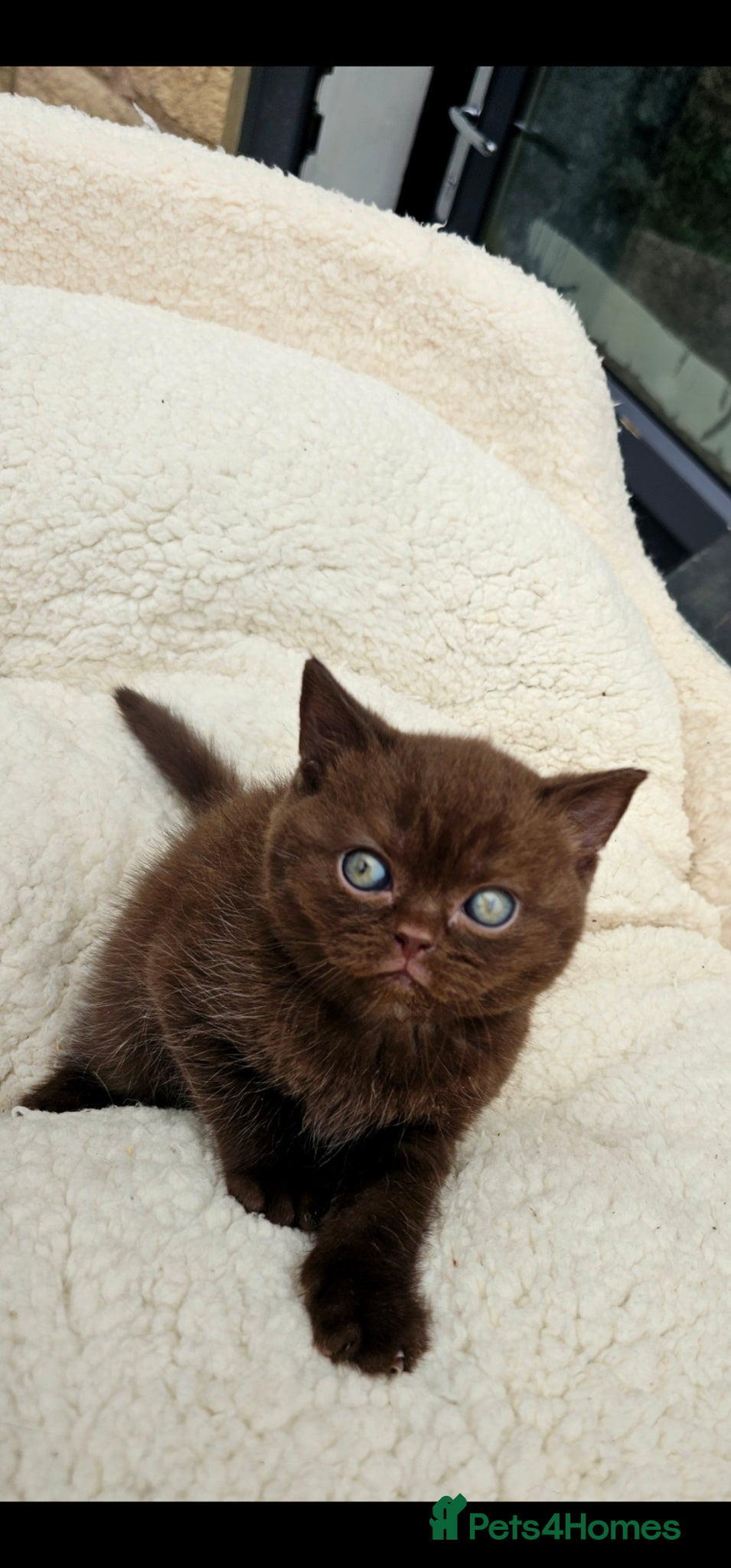British Shorthair cats British shorthair kittens  - Advert 2