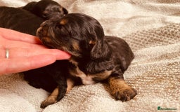 Toy Poodle dogs for stud: ***Kc chocolate phantom none fading *** in Retford - Image 13