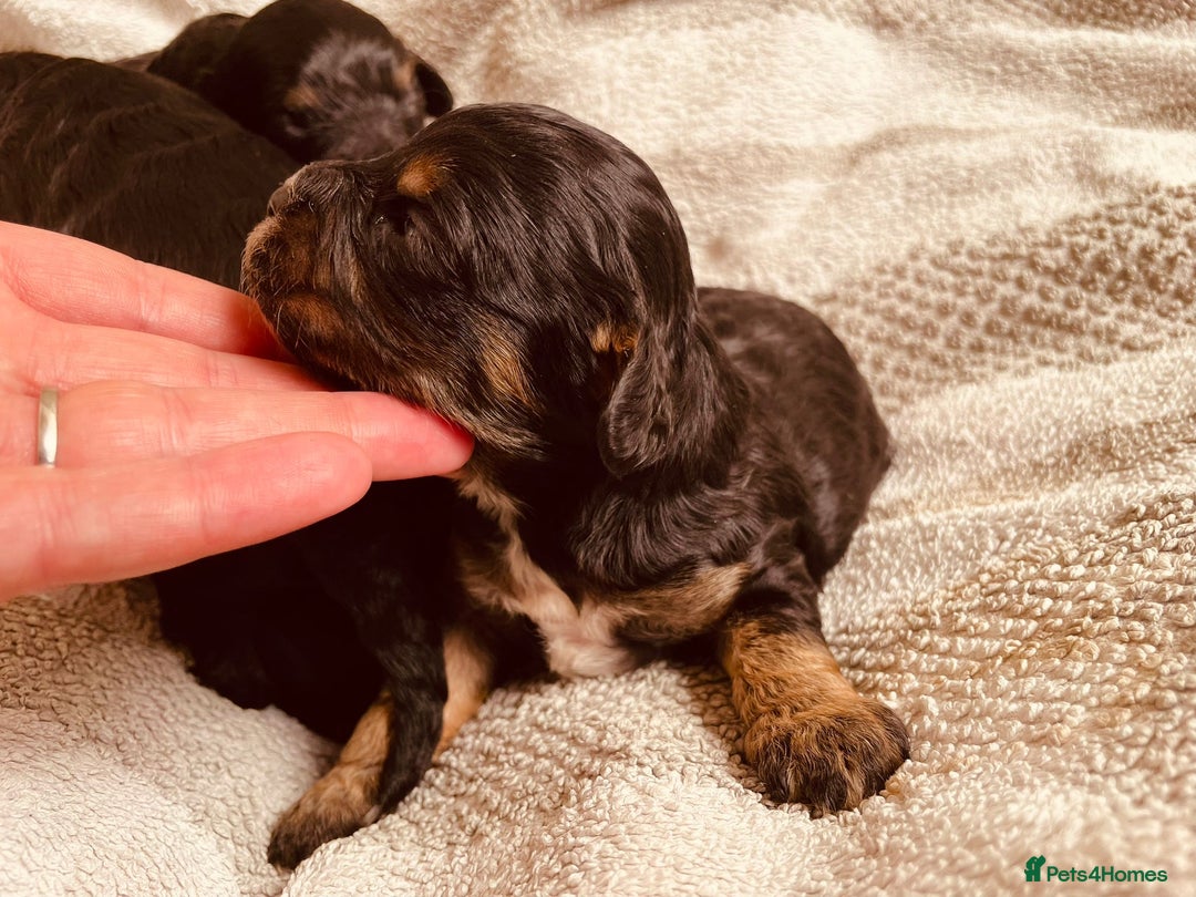 Toy Poodle dogs for stud: ***Kc chocolate phantom none fading *** in Retford - Image 13