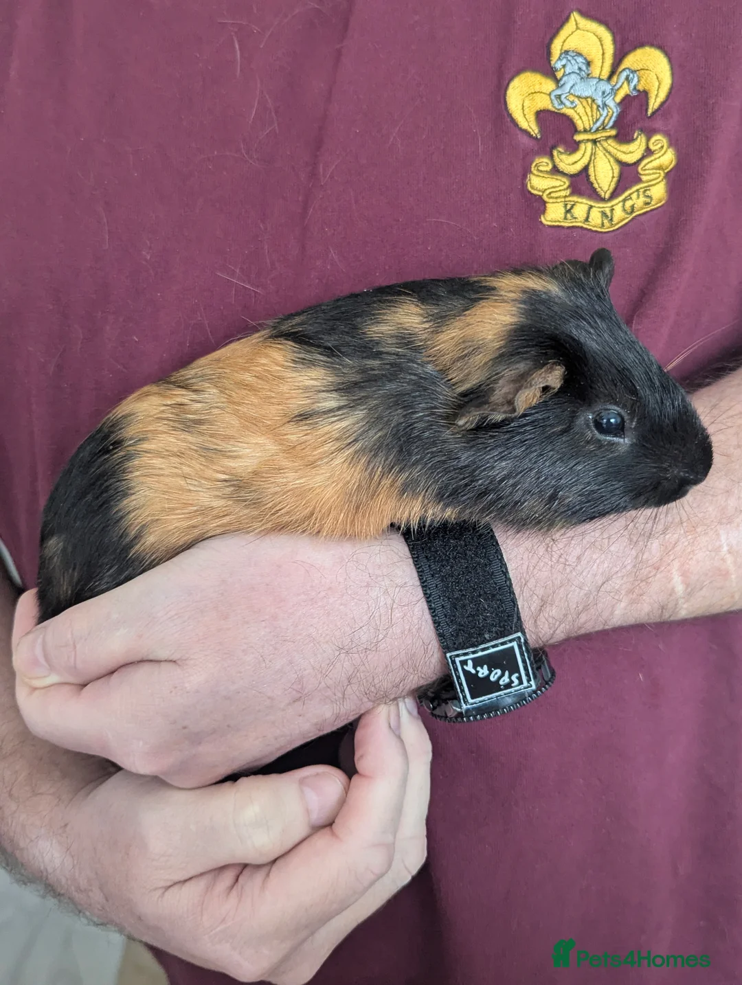 Guinea Pig rodents for sale: Pretty baby guinea pigs  - Advert 3