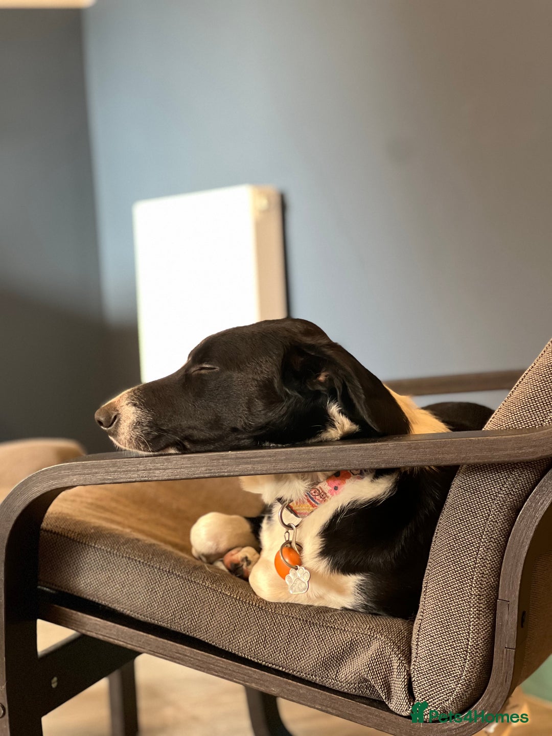 Border Collie dogs for sale: Cooper & Peach  - Image 16