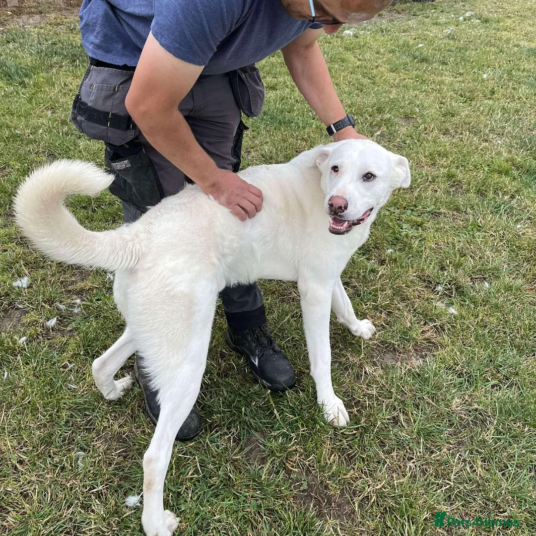 Mixed Breed dogs for adoption: DOUGIE - Like a Large Labrador - Advert 9