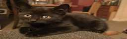 Mixed Breed cats for sale: Black male ready to go! - Advert 7