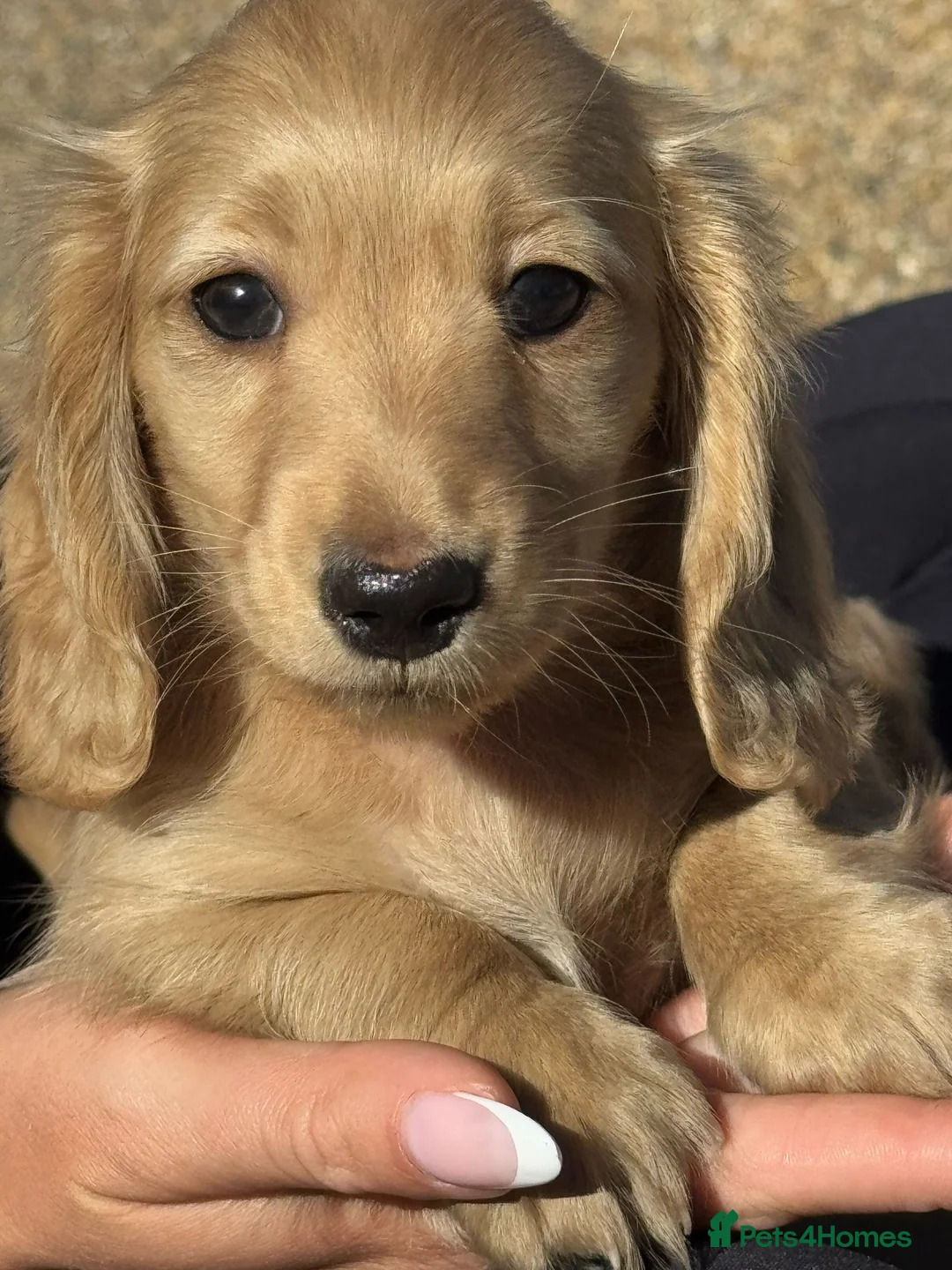 Miniature Dachshund dogs for stud: Dna and ivdd screened Mini Dachshund  in Southampton - Advert 16