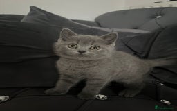 British Shorthair cats for sale: British short hair boy - Image 1