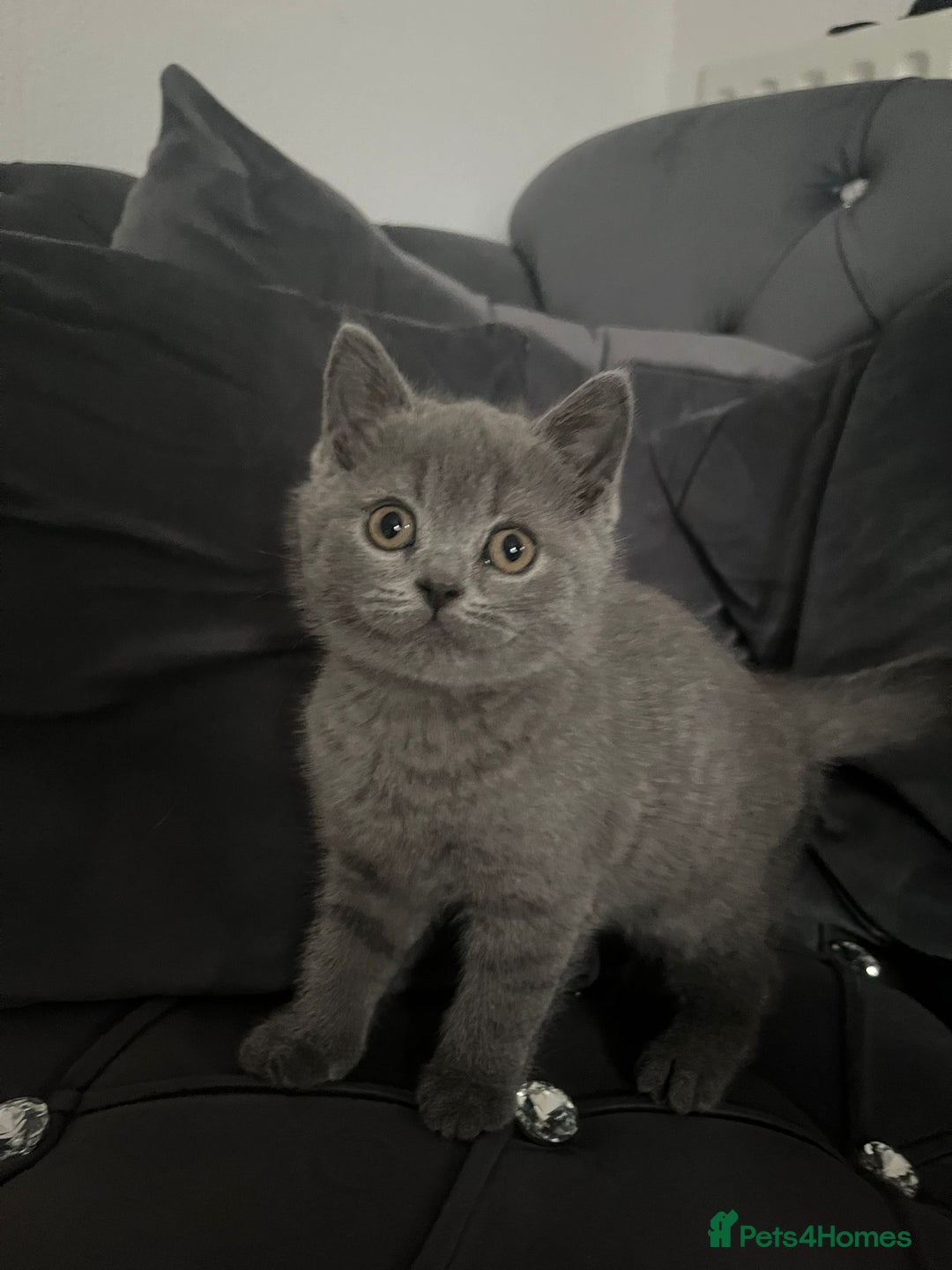 British Shorthair cats for sale: British short hair boy - Image 1