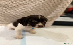 Cocker Spaniel dogs for sale: Cocker spaniel puppies ready for forever home - Advert 20