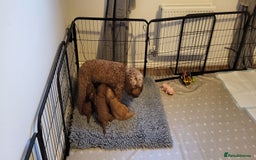 Cockapoo dogs for sale: Golden and Apricot Red F1b Cockerpoos for sale! - Image 15