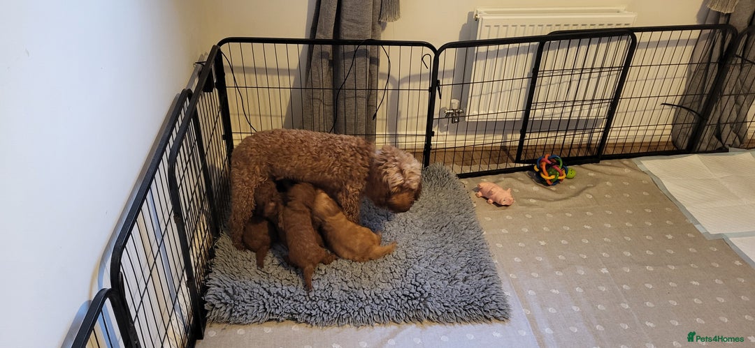 Cockapoo dogs for sale: Golden and Apricot Red F1b Cockerpoos for sale! - Image 15