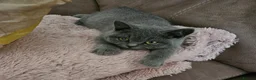 British Shorthair cats for sale: British Shorthair chunky girl - Advert 10