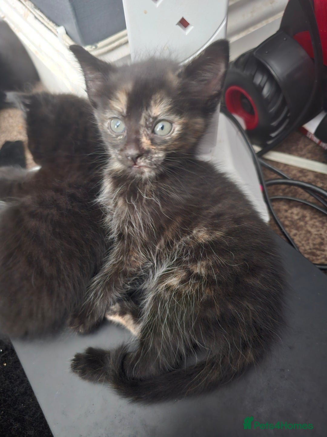 Mixed Breed cats for sale: Mixed breed kittens  - Image 8