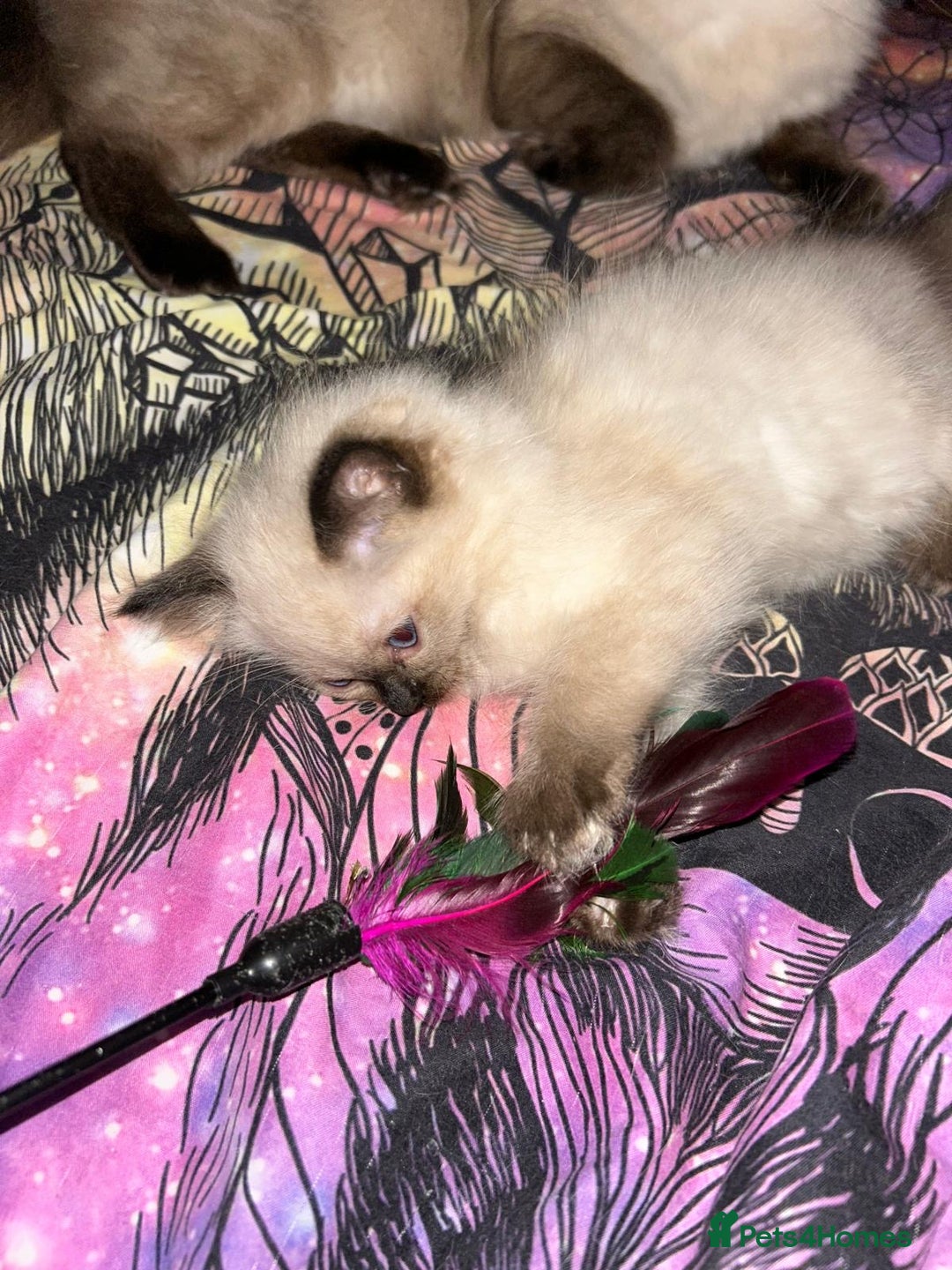 Ragdoll cats for sale: GCCF Ragdoll boy kittens - Advert 16