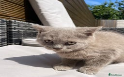 Scottish Fold cats for sale: Beautiful scotish fold straight ear kittens 🐱 ❤️ in Altrincham - Image 21