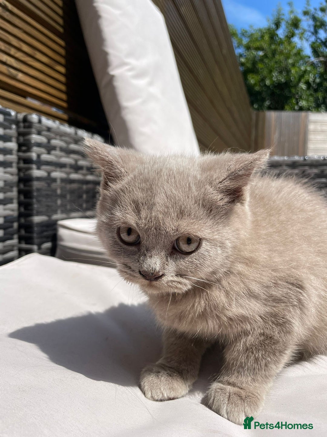 Scottish Fold cats for sale: Beautiful scotish fold straight ear kittens 🐱 ❤️ in Altrincham - Image 21
