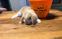 Mini Lop rabbits for sale: Mini lop babies  - Image 7