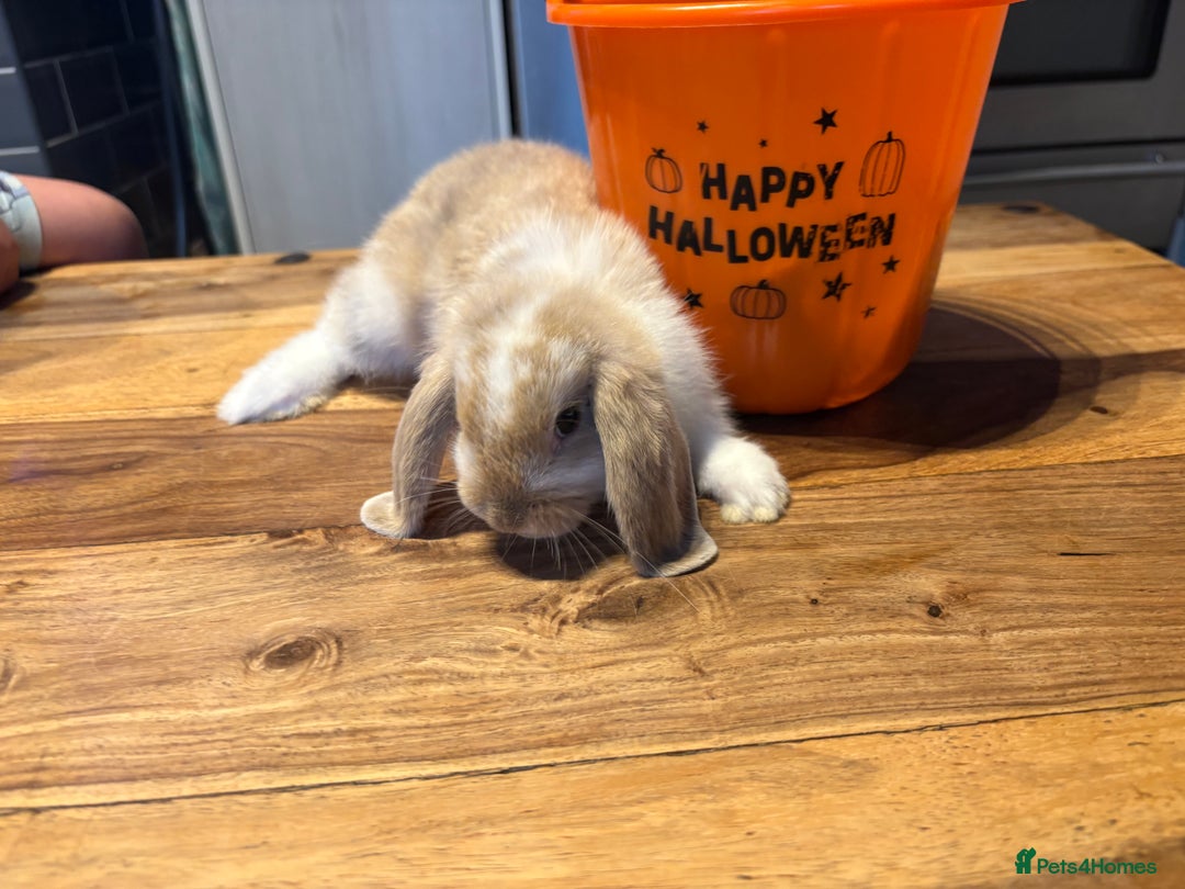 Mini Lop rabbits for sale: Mini lop babies  - Image 7