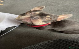 French Bulldog dogs for sale: Pablo  - Image 1