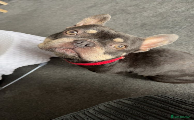 French Bulldog dogs - Advert 1