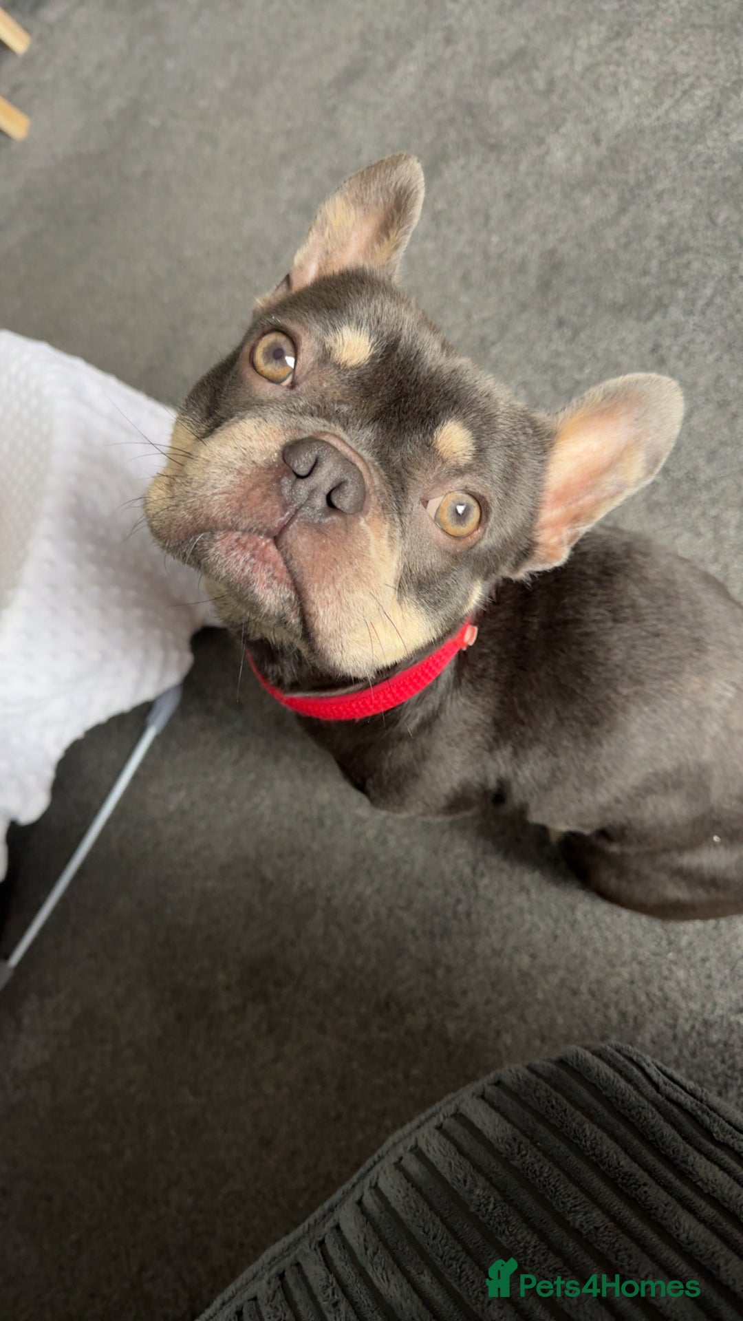 French Bulldog dogs for sale: Pablo  - Image 1