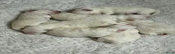Maltese dogs for sale: Maltese puppies - Advert 7