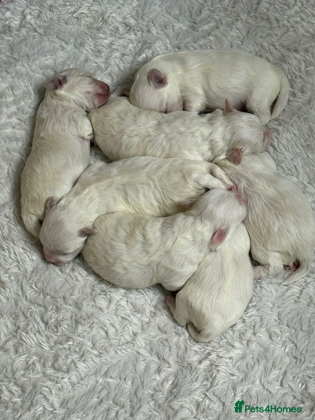 Maltese dogs for sale: Maltese puppies - Advert 7
