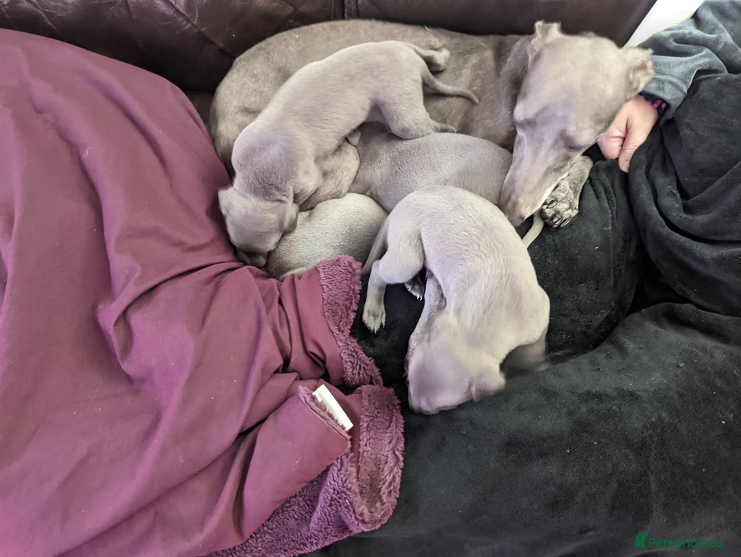 Whippet dogs for sale: Beautiful whippet babies  - Advert 2