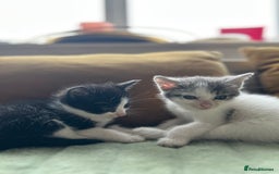 Mixed Breed cats for sale: Mixed breed longer haired  - Image 2