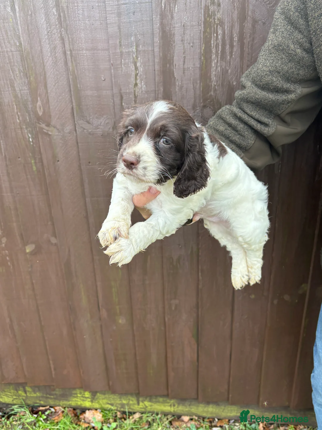 Cocker Spaniel dogs for sale: Beautiful chocolate and white springer spaniel  - Advert 3