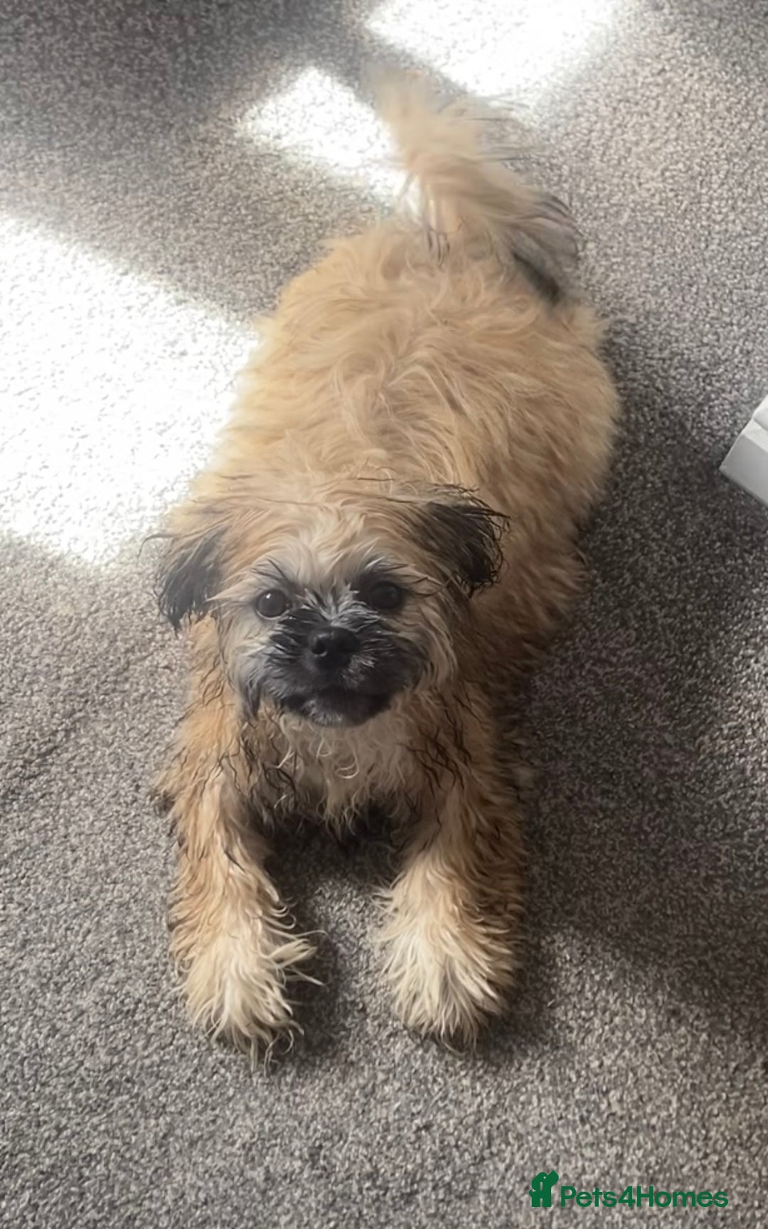 Shih Tzu dogs for sale: 6 month old shih tzu male  - Image 2