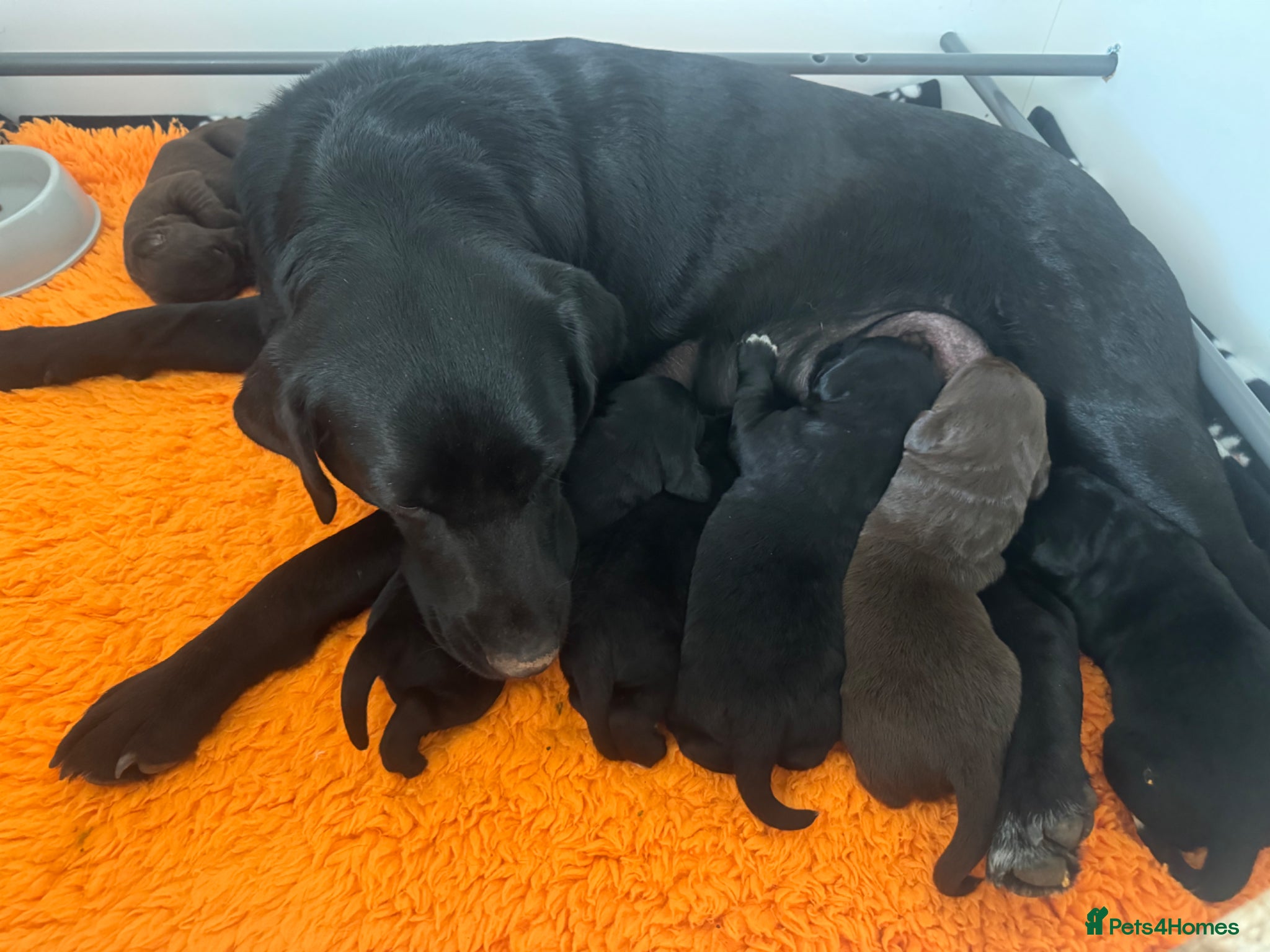 Labrador Retriever dogs Beautiful litter of labradors  - Advert 16