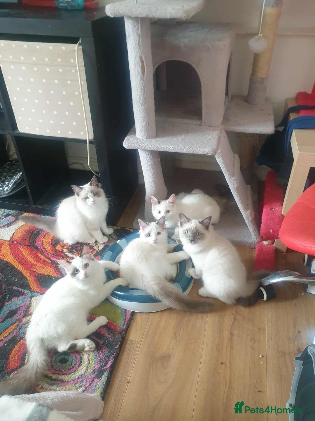 Ragdoll cats for sale: Bicolour ragdoll girls  - Advert 2