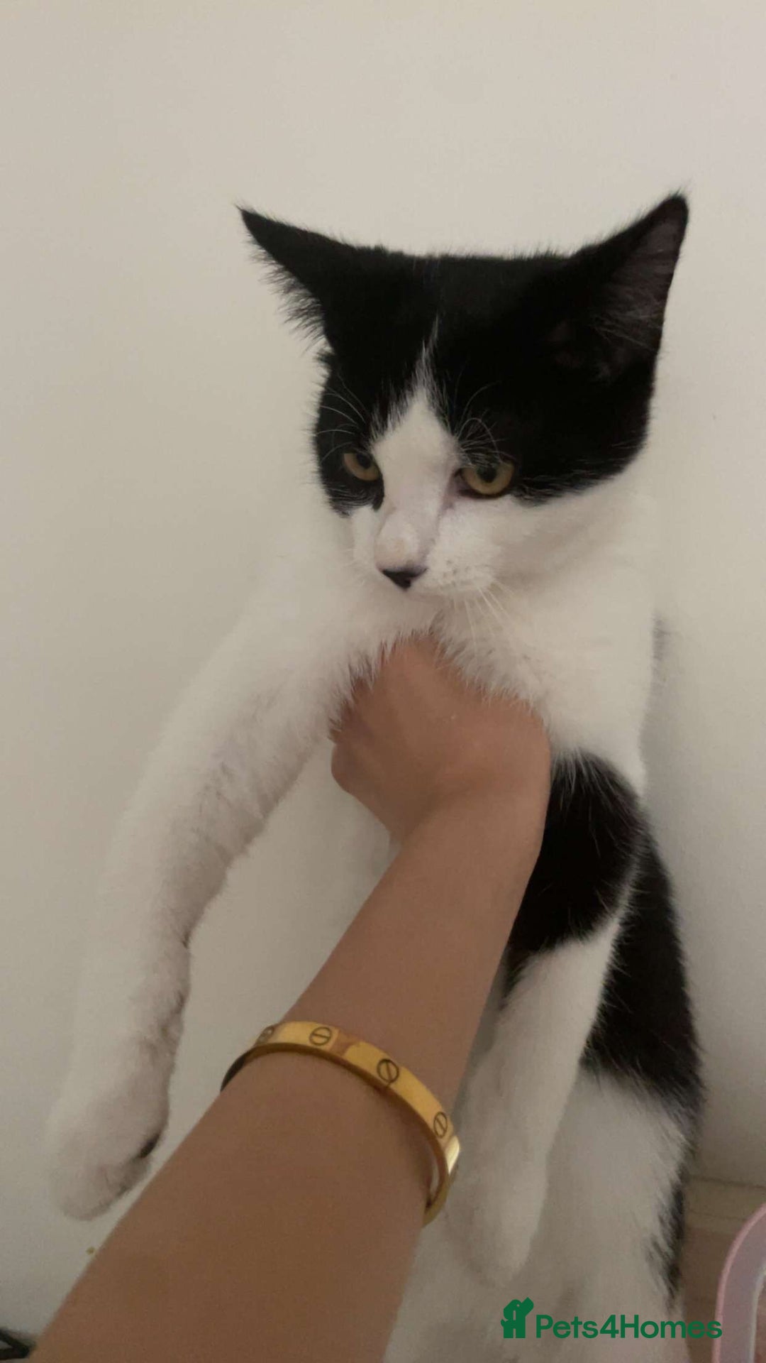 Domestic Shorthair cats for sale: Litter of cats/kittens FREE - Image 4