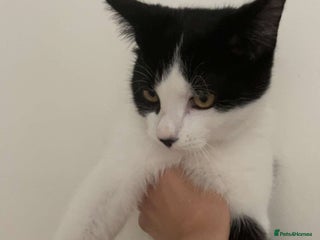 Domestic Shorthair cats - Advert 8