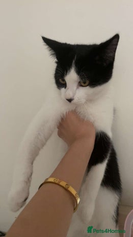 Domestic Shorthair cats - Advert 18