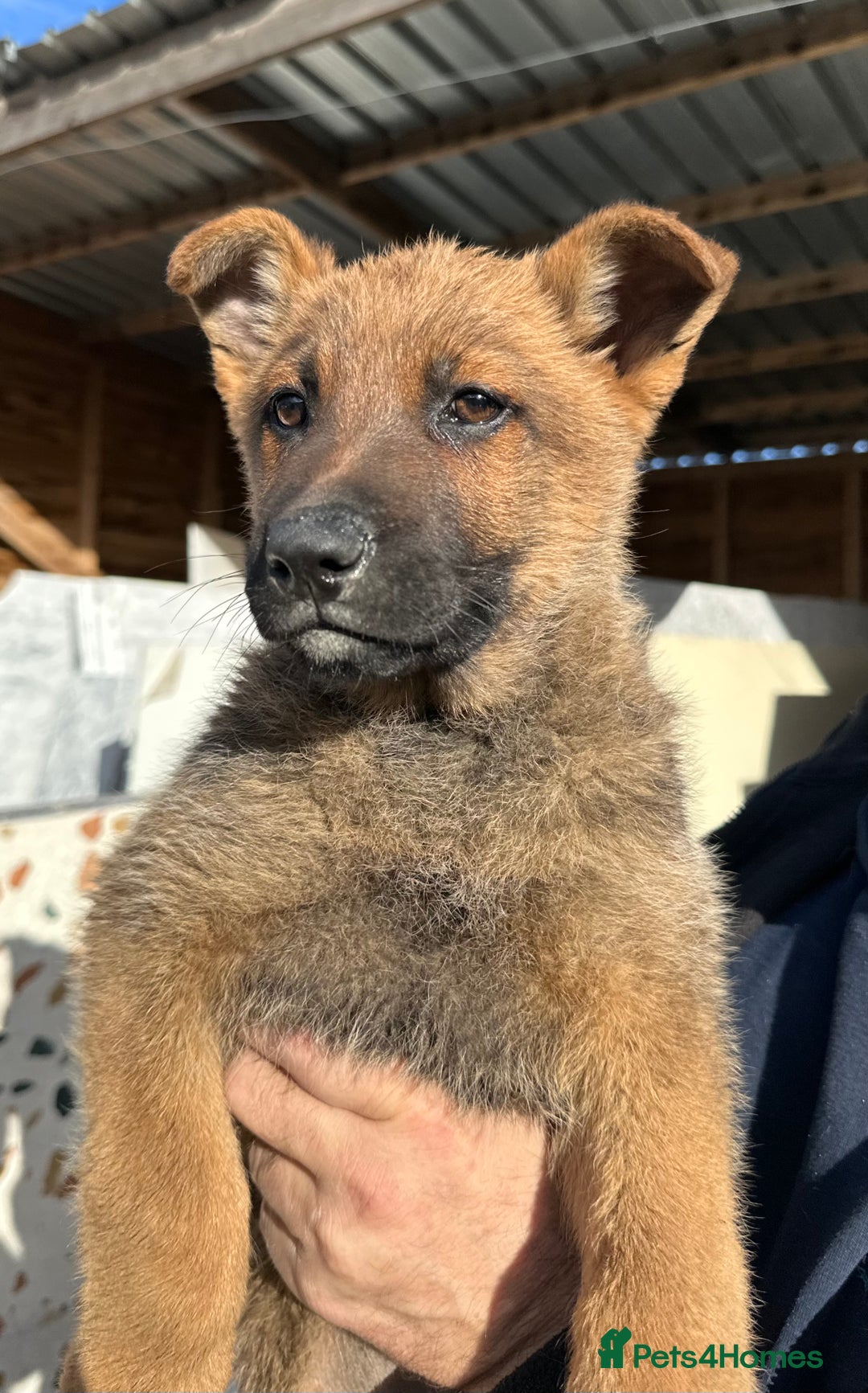 German Shepherd dogs for sale: German shepherd x Belgian malinois puppies - Image 15
