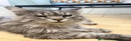 Maine Coon cats for sale: 2 Maine Coon kittens  in London - Advert 4