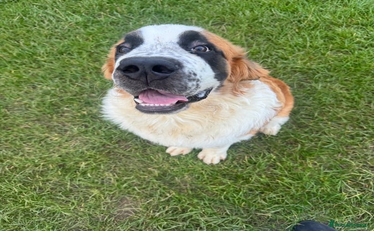 Saint Bernard dogs - Advert 1