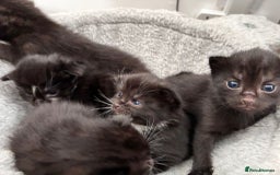 Bombay cats for sale: Kittens for sale  - Image 7