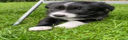 Border Collie dogs for stud: Pure breed Blue merle border collie for stud only - Advert 11