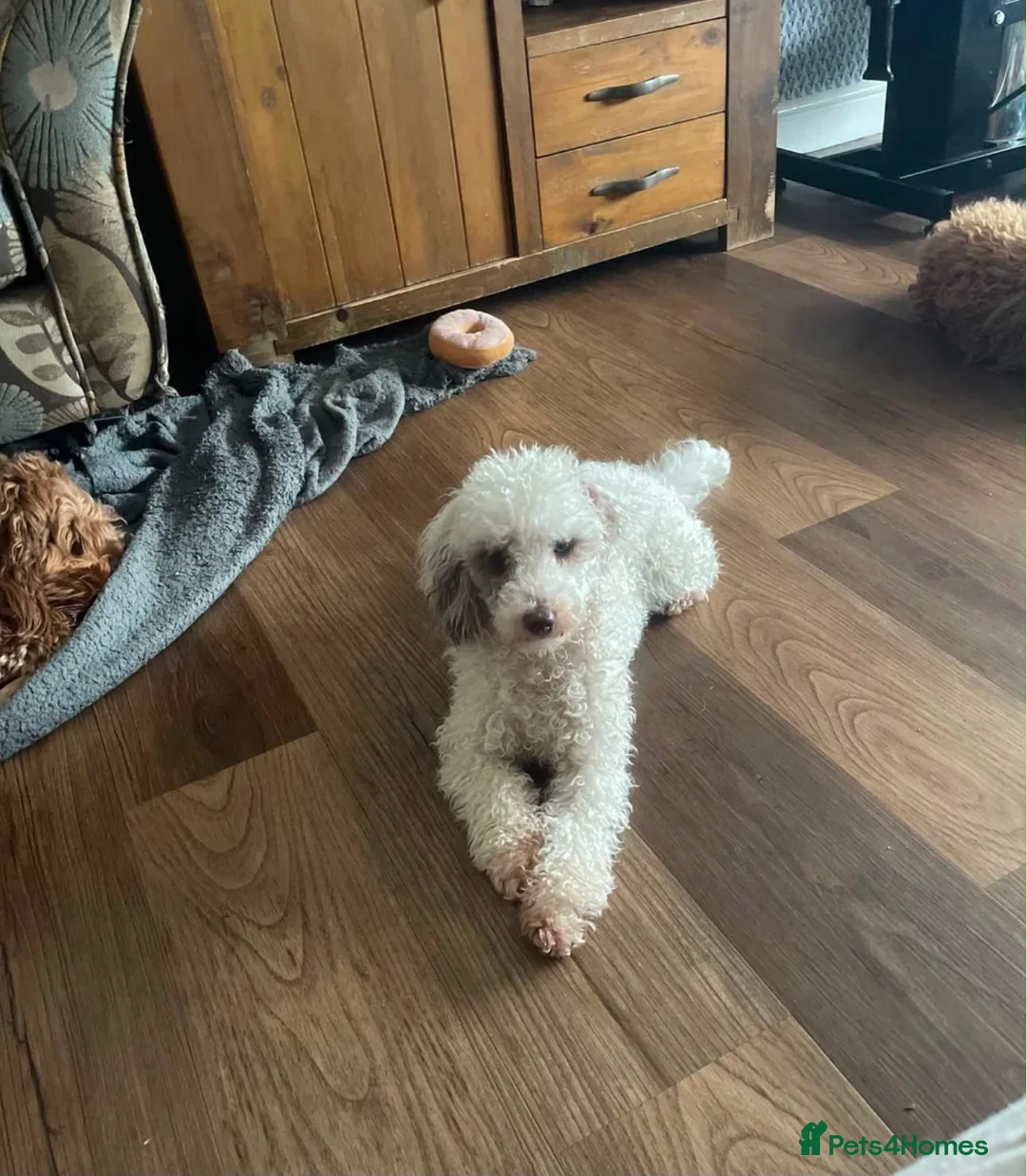 Cavapoo dogs for sale: Gorgeous Male Cavapoos - Advert 4
