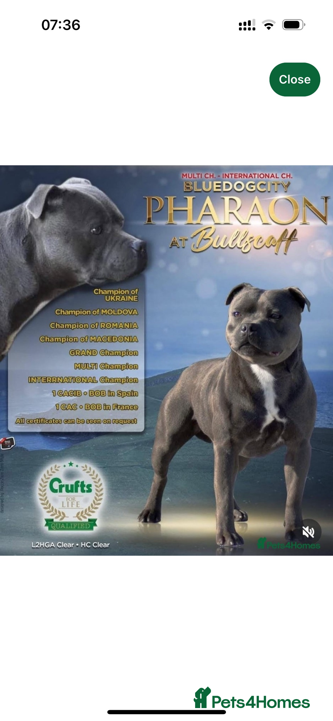 Staffordshire Bull Terrier dogs for sale: Pure Pedigree Blue Staffie Pups - Advert 20