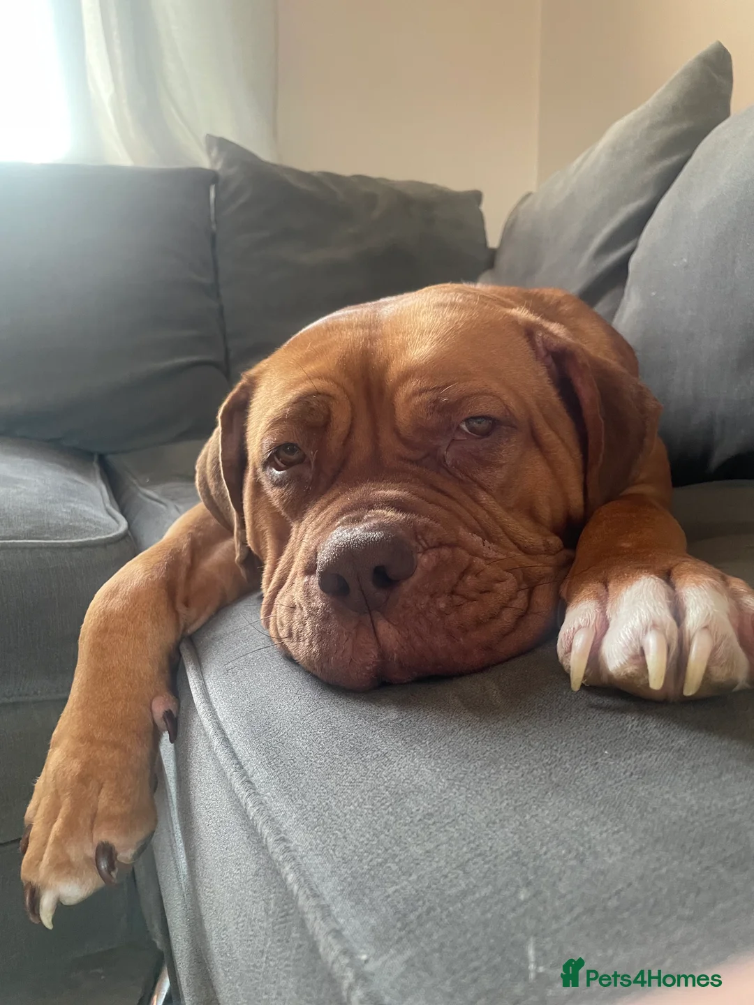 Mixed Breed dogs for sale: Beautiful Girl, Sad Circumstances  - Advert 6