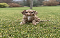 Cockapoo dogs for sale: F2b Cockapoo Puppies - 3 x girls still available - Image 6