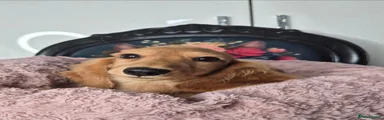 Miniature Dachshund 1