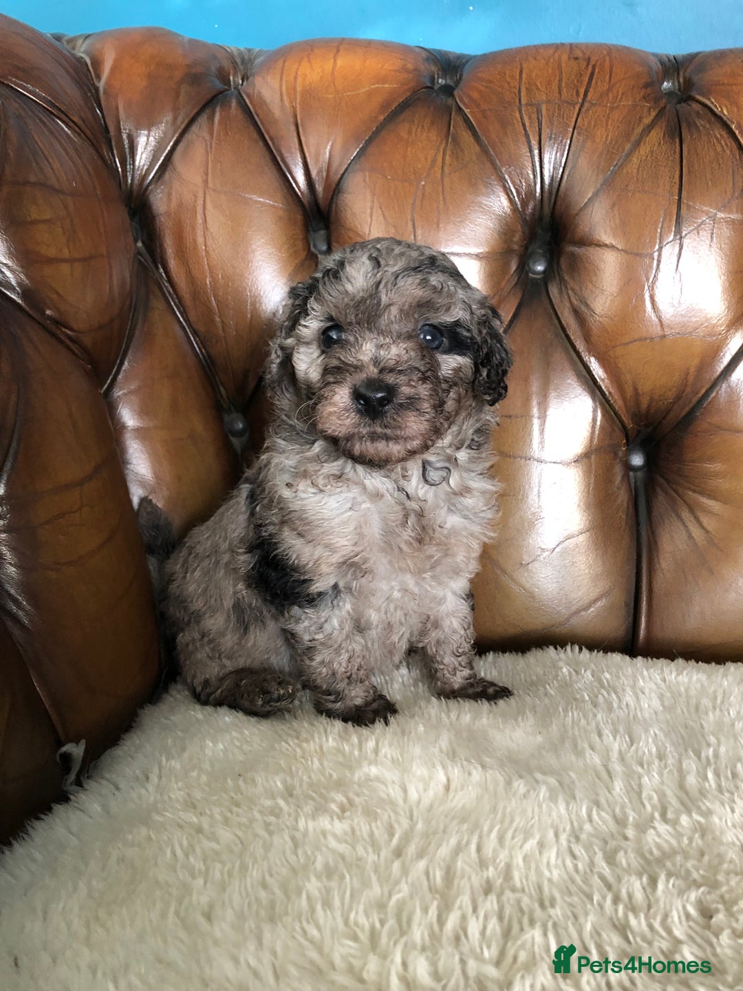 Labradoodle dogs for sale: Miniature Curly-Coated Teddybear Labradoodles  - Advert 18