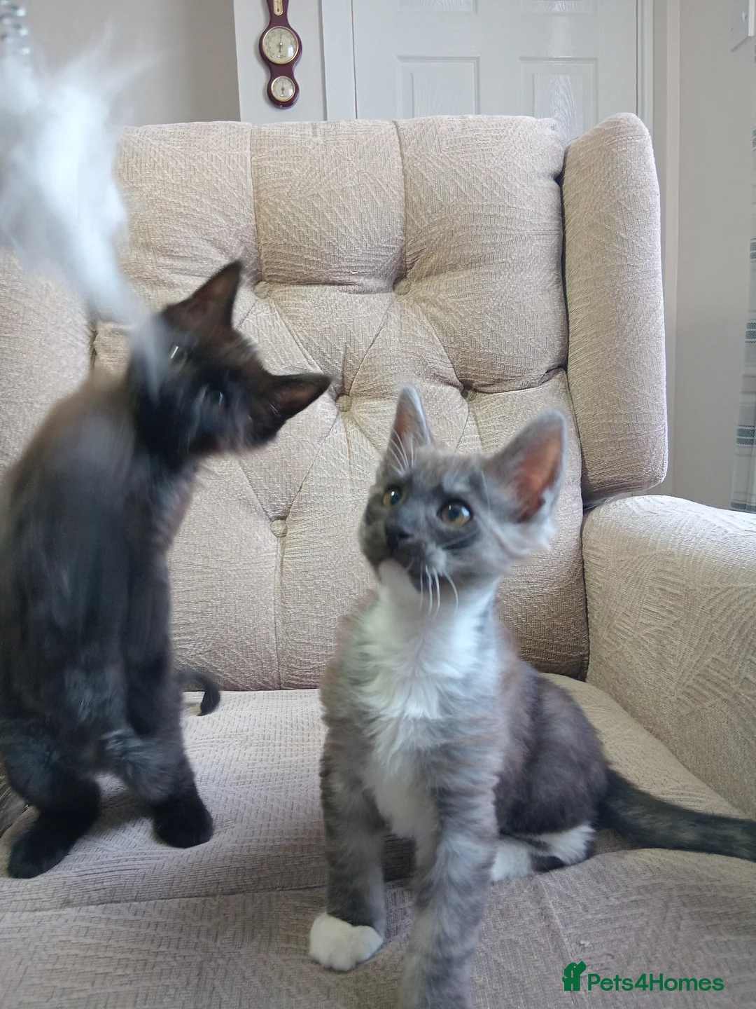 Maine Coon cats for sale: Maincoon kittens in Durham - Advert 18