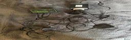 Tortoise reptiles for sale: Beautiful horsefield tortoise  - Advert 8