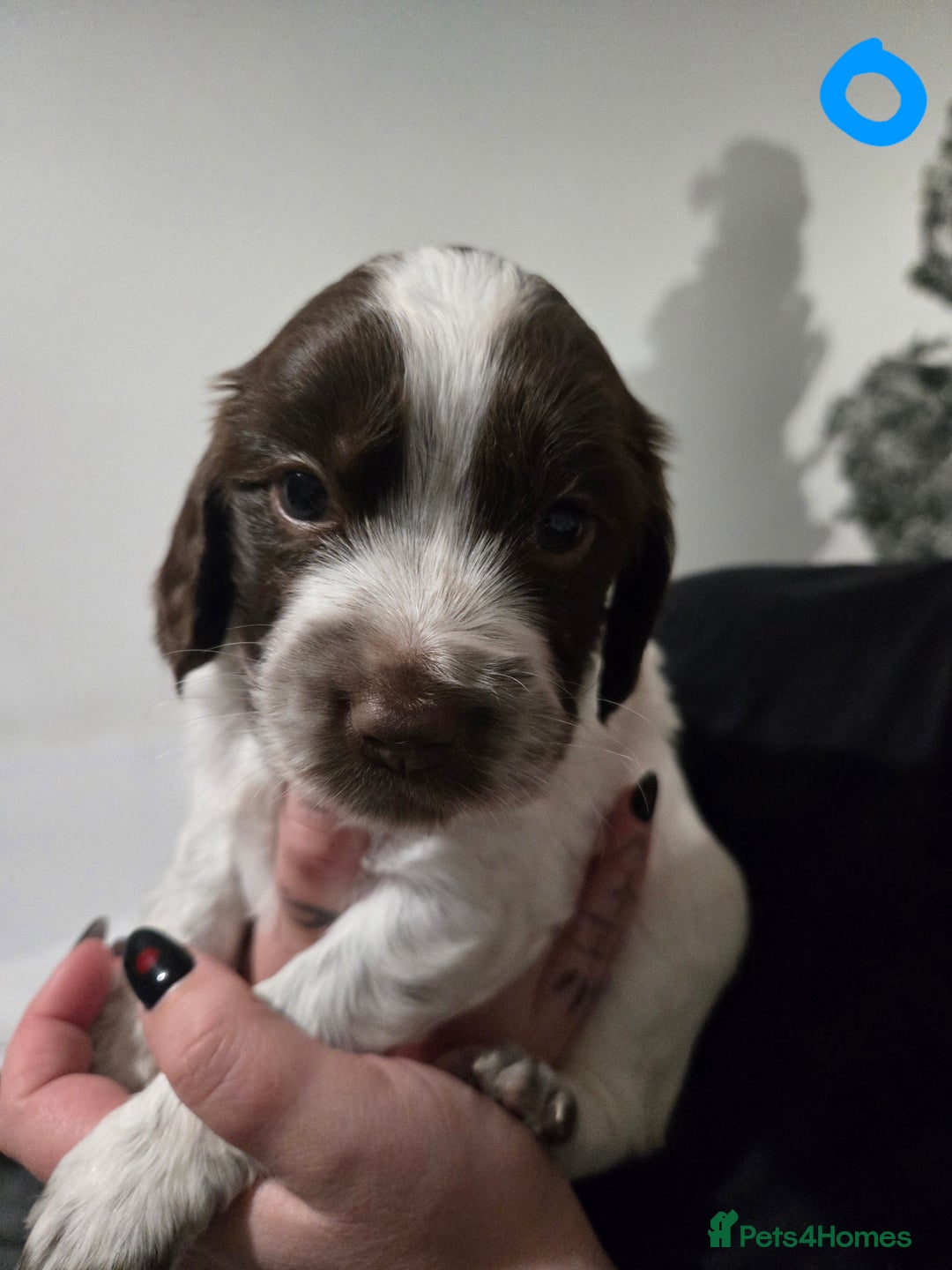 Mixed Breed dogs for sale: 3 mixed breed spaniels  - Advert 3
