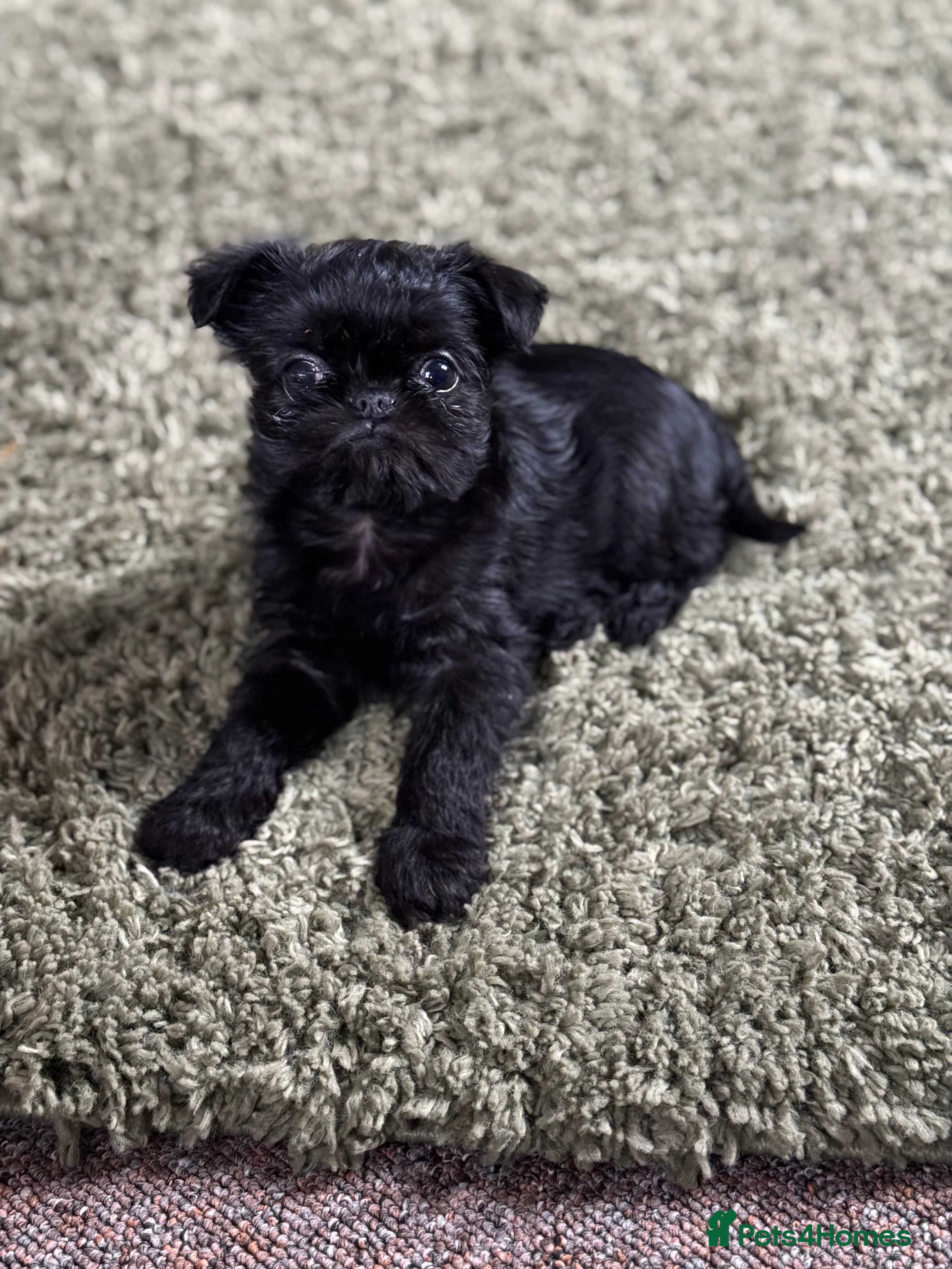 Griffon Bruxellois dogs 100% DNA tested Rough coated Brussels Griffons  - Advert 1