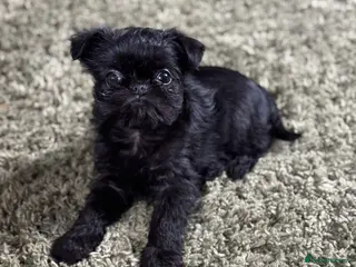 Griffon Bruxellois dogs 100% DNA tested Rough coated Brussels Griffons - Advert 15